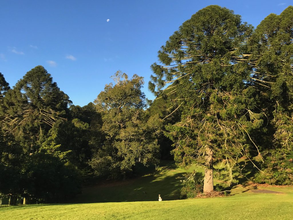 Bunya Mountains Accommodation Birdsong