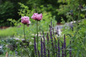 The Tangled Garden created by Beverly McClure in Nova Scotia.