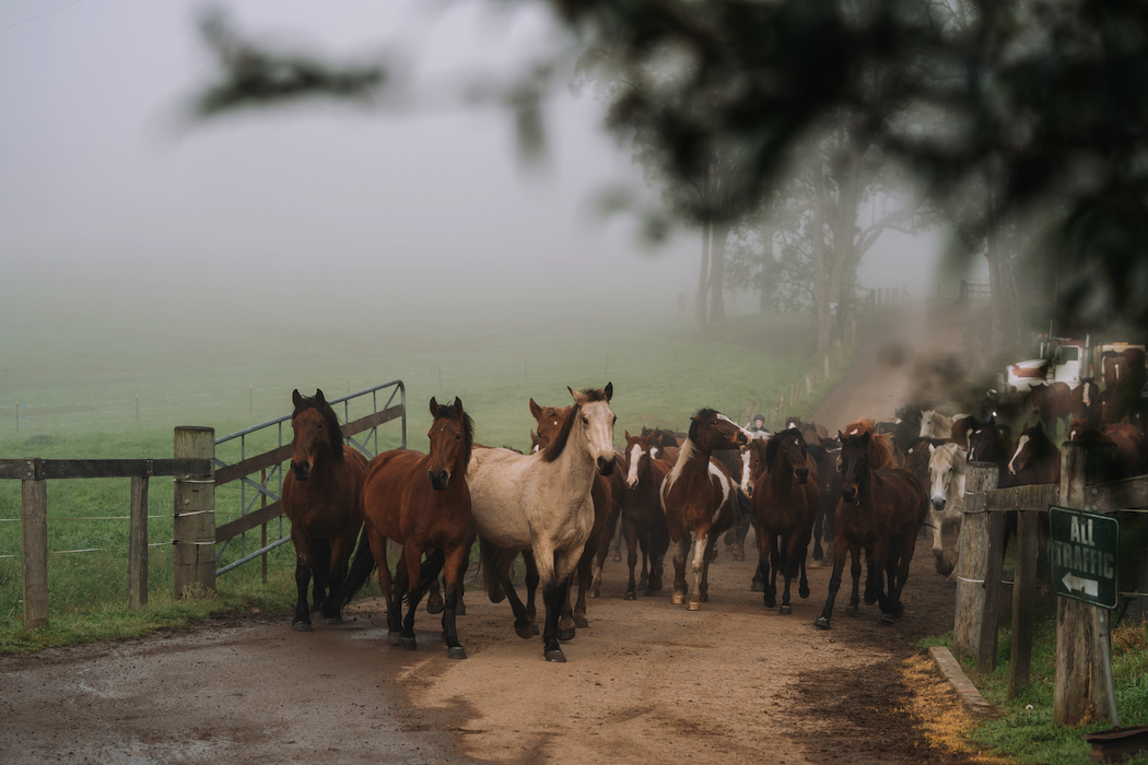 The running of the horses at Glenworth Valley Wilderness Adventures is a sight to behold.
