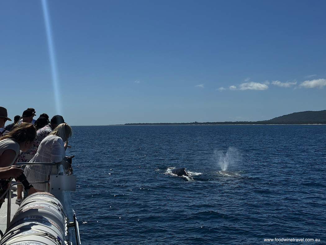 Best places to see whales in Australia.