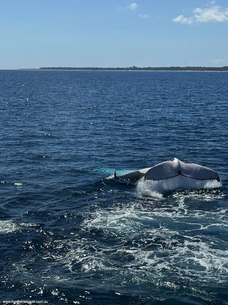 Brisbane Whale Watching Whale Tail 