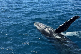 best places to see whales in Australia