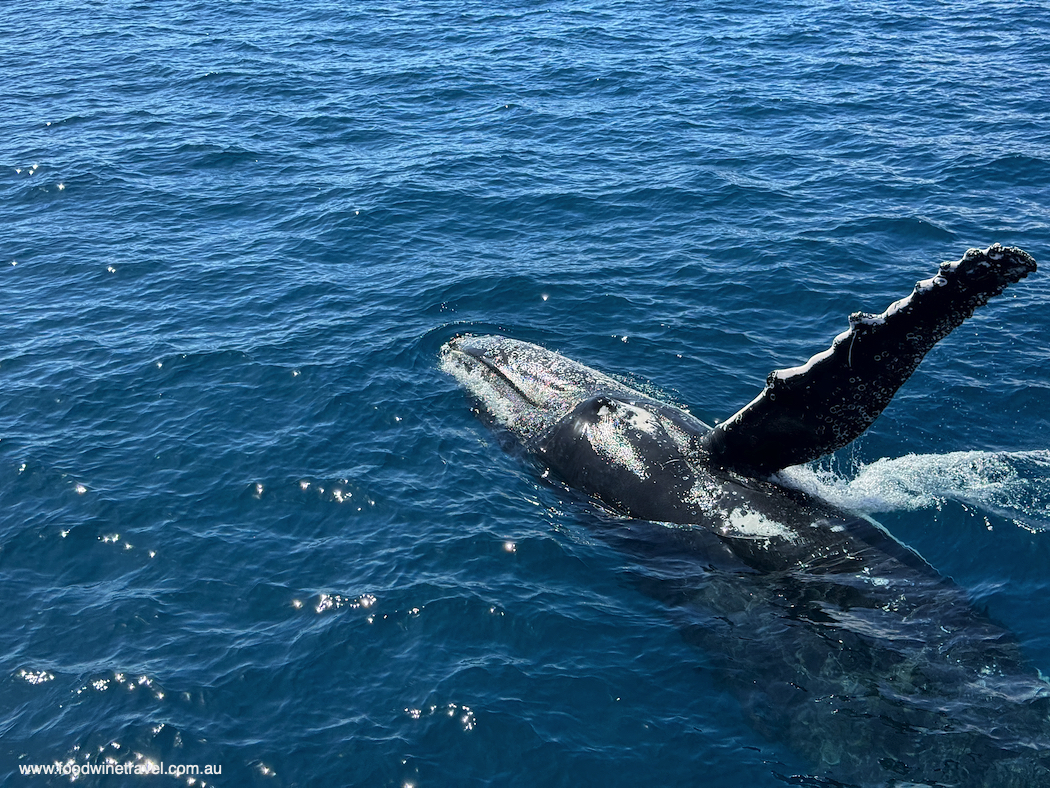 best places to see whales in Australia