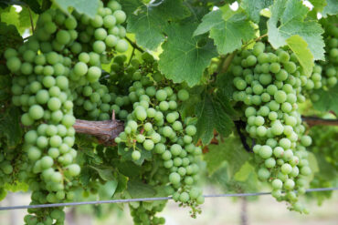 Some of the finest wines in the world are made from the Chardonnay grape.